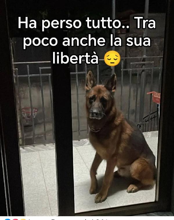 Pastore Tedesco 7Anni In Balcone Solo! Salerno Urgente